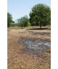 Monterusciello: Vendita Agricolo in Via Vicinale Canosa Monterusciello: Vendita Agricolo in Via Vicinale Canosa