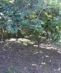 Monterusciello: Vendita Multilocale in Via Monterusciello