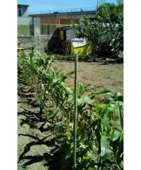 RifITI 027-SU931 - Terreno Agricolo in Vendita a Sant'Antimo di 800 mq