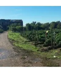 Privato terreno coltivabile mq 4200 Euro 30