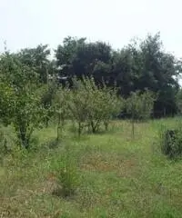 Vendita Agricolo in via ripuaria