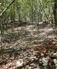 Vendita Agricolo in località pendelle