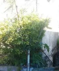 Vendita Monolocale in via villanova