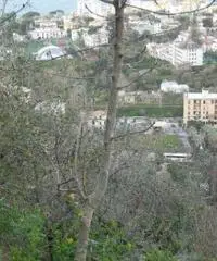 Vendita Agricolo in Via Campitiello