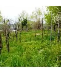 Vendita Agricolo in strada provinciale Scalandrone