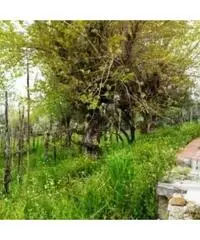 Vendita Agricolo in strada provinciale Scalandrone Vendita Agricolo in strada provinciale Scalandrone