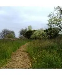 Vendita Agricolo in strada provinciale Scalandrone Vendita Agricolo in strada provinciale Scalandrone