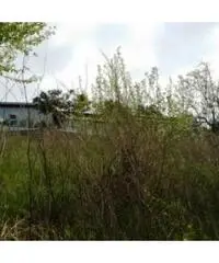 Vendita Agricolo in strada provinciale Scalandrone Vendita Agricolo in strada provinciale Scalandrone