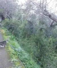 Vendita Agricolo in Via Veterino