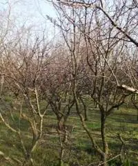 Vendita Agricolo in Via Sant'Agnello