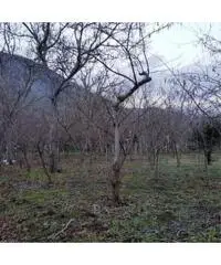 Vendita Agricolo in Via Caserta Vendita Agricolo in Via Caserta