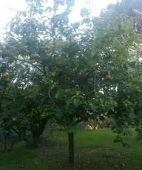 Colli Di San Pietro: Vendita Cinque locali in Via Bosco