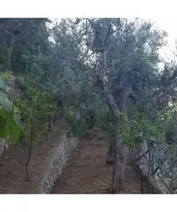 Vendita Agricolo in Via Alberi