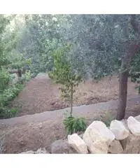 Vendita Agricolo in Via Alberi