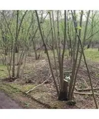 Vendita Agricolo in Via Trivio