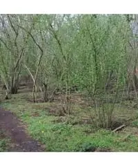 Vendita Agricolo in Via Trivio