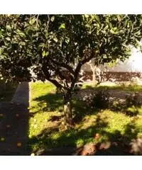 Lavinio-Lido di Enea: Vendita Villa da 210mq con due garage