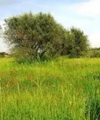 Vendita Monolocale in via cupa baldini