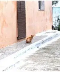 Vendita Casa indipendente in Via Siracusa, 81 Vendita Casa indipendente in Via Siracusa, 81