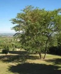 Vendita Villa in via Monte Bertola