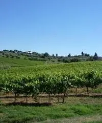 COLONICHE - COLONICA - FIRENZE