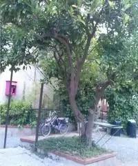 Svendo Roulotte con Pre-Ingresso e servizi per sei a 70 MT.dal mare.