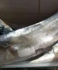 barca a motore AZZURRO open anno 2003 lunghezza mt 5