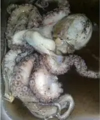 barca a motore AZZURRO open anno 2003 lunghezza mt 5