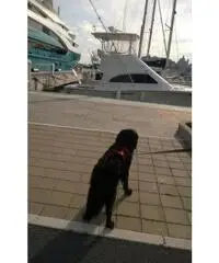 affitto posto barca a IMPERIA