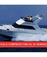 Kingfisher 1000