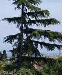 Vendita Quadrilocali in Corso degli Inglesi