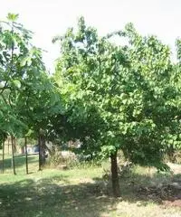 Terreno agricolo in vendita a Suvereto 10000 mq