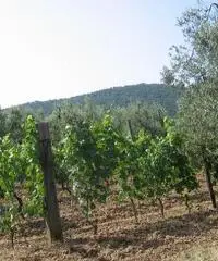 Terreno agricolo in vendita a Suvereto 10000 mq