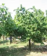 Terreno agricolo in vendita a Suvereto 10000 mq