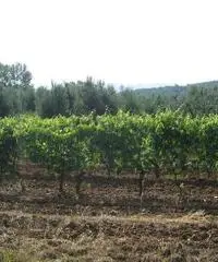 Terreno agricolo in vendita a Suvereto 10000 mq