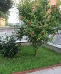 V632 - casa indipendente su 4 lati, bifamiliare