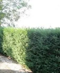 rif: AQ5916 - Appartamento in Vendita a Gossolengo