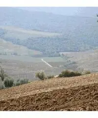 Colonica/casale in vendita a Volterra 180000 mq