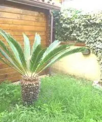 Villetta a schiera in vendita a MUSIGLIANO - Cascina 85 mq