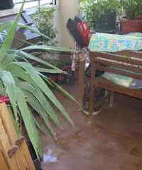 Prato ( adiacenze Pratilia ) appartamento di due vani con terrazzo abitabile, soggiorno con angolo c