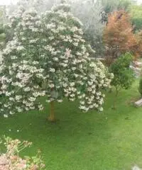 Vendita Casa indipendente in via don todesco, 9