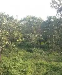 Terreno Altro in Vendita