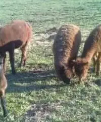 ospitiamo anziani ospitiamo anziani