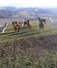 ospitiamo anziani ospitiamo anziani