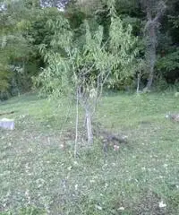 Vasto Vendita Appartamento