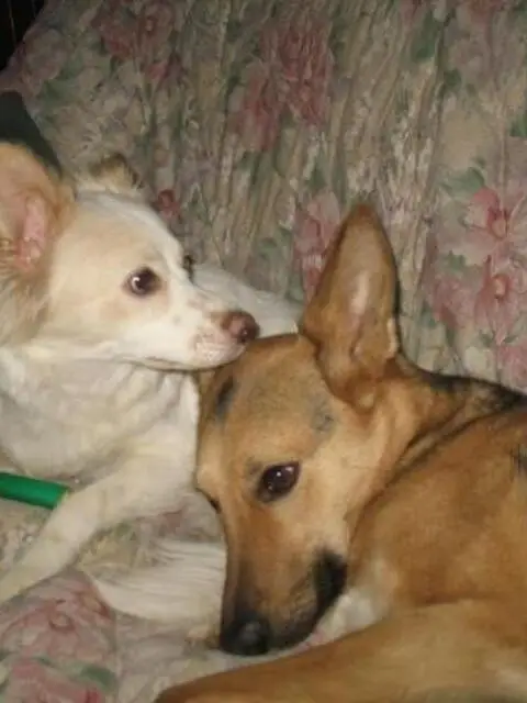 Cerco lavoro come Baby sitter, Pet sitter, addetta pulizie Cerco lavoro come Baby sitter, Pet sitter, addetta pulizie