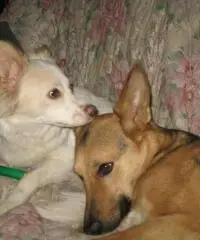 Cerco lavoro come Baby sitter, Pet sitter, addetta pulizie Cerco lavoro come Baby sitter, Pet sitter, addetta pulizie