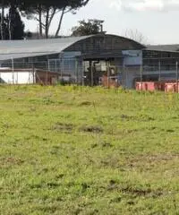 Vendita Capannone in Via Colle di Fuori