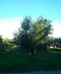 Lanciano Vendita Terreno