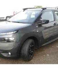 cactus Km0 cactus Km0